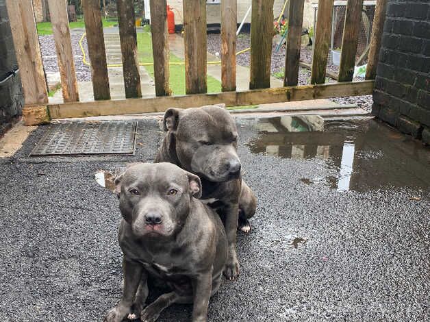 14 month old female blue staff for sale in Walsall, West Midlands