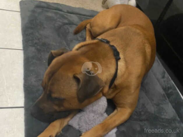 15 month old Staffordshire Bull Terrier x American Bull for sale in Stoke-on-Trent, Staffordshire