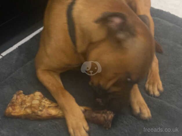 15 month old Staffordshire Bull Terrier x American Bull for sale in Stoke-on-Trent, Staffordshire - Image 3