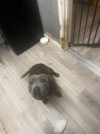 1.5 year old male blue staffy for sale in Acle, Norfolk - Image 1
