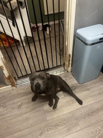 1.5 year old male blue staffy for sale in Acle, Norfolk - Image 2