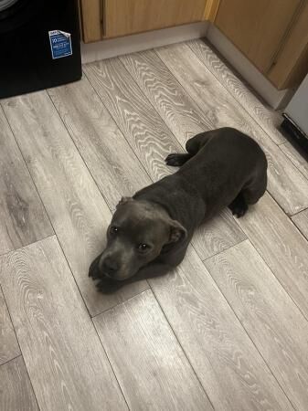 1.5 year old male blue staffy for sale in Acle, Norfolk - Image 3