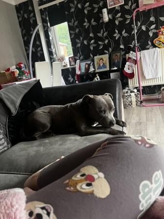 1.5 year old male blue staffy for sale in Acle, Norfolk - Image 4