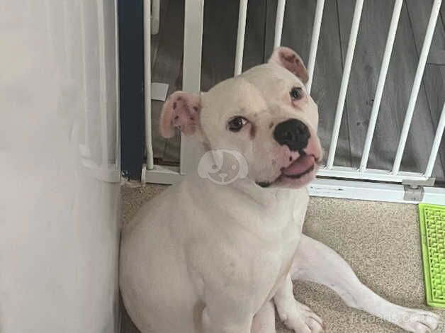 1.5 year old white/blue female staffy rehome for sale in High Wycombe, Buckinghamshire