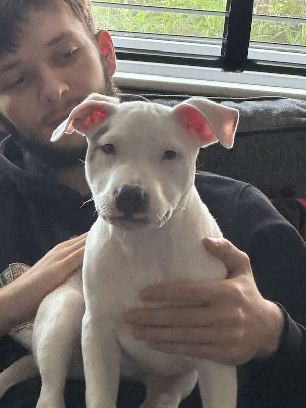 19 week male staffy pup for sale in Long Eaton, Derbyshire - Image 2