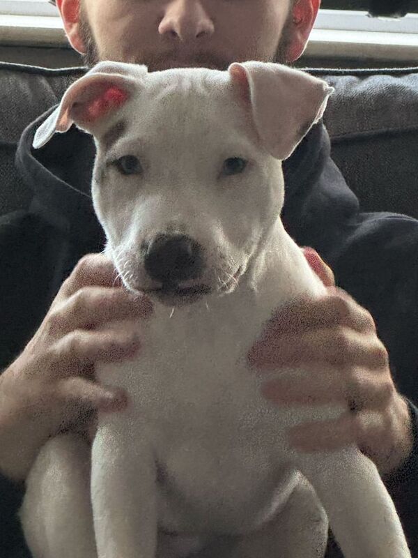 19 week male staffy pup for sale in Long Eaton, Derbyshire - Image 3