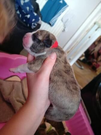 1week old staffy mastiff x pups for sale in Doncaster, South Yorkshire - Image 1