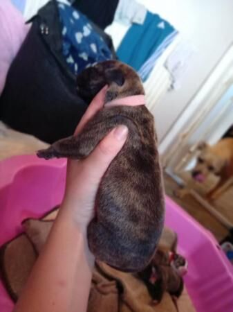 1week old staffy mastiff x pups for sale in Doncaster, South Yorkshire - Image 2