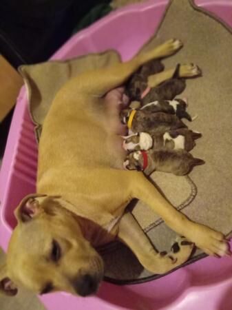 1week old staffy mastiff x pups for sale in Doncaster, South Yorkshire - Image 4