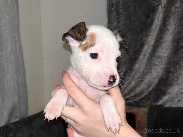 2 AmericanXEnglish Girl Staff puppies for sale in Sittingbourne, Kent - Image 1