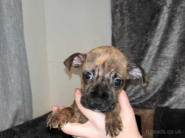 2 AmericanXEnglish Girl Staff puppies for sale in Sittingbourne, Kent - Image 2