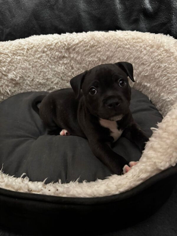 Staffie Puppies For Sale