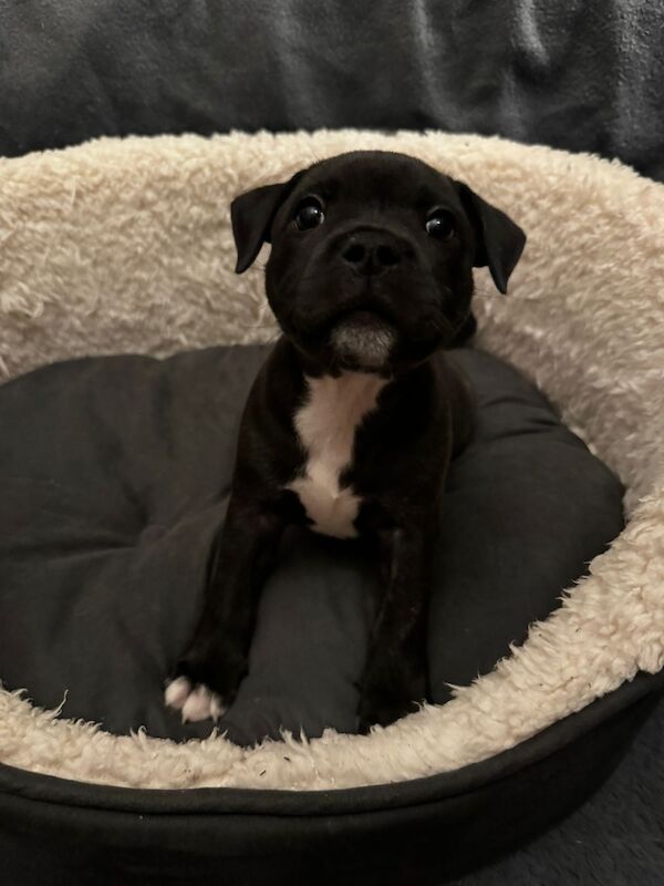 Beautiful Brindle Staffordshire Bull Terrier Puppy for sale in Derby, Derbyshire - Image 2