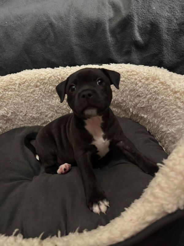 Beautiful Brindle Staffordshire Bull Terrier Puppy for sale in Derby, Derbyshire - Image 4