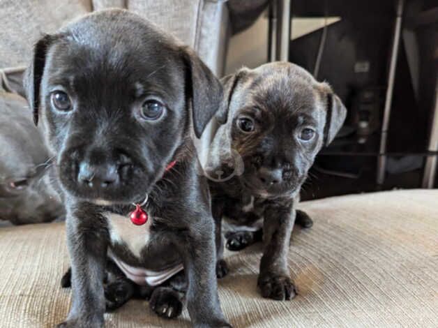 2 black/brindle bitches and a full blue 2 year old bitch. for sale in Llanharan, Rhondda Cynon Taff