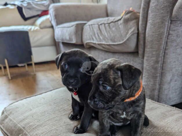 Staffie Puppies for sale in Rhondda Cynon Taff