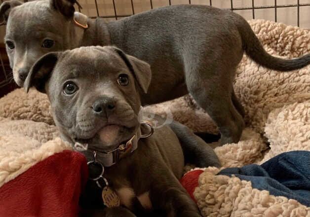 2 blue staffordshire bull terrier puppies for sale in Manchester, Greater Manchester