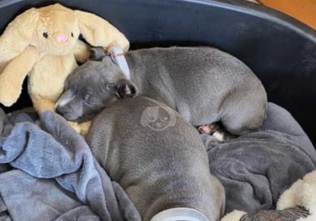 2 blue staffordshire bull terrier puppies for sale in Manchester, Greater Manchester - Image 2