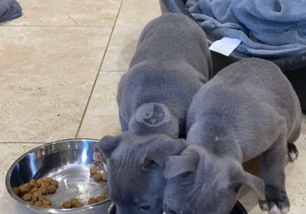 2 blue staffordshire bull terrier puppies for sale in Manchester, Greater Manchester - Image 3