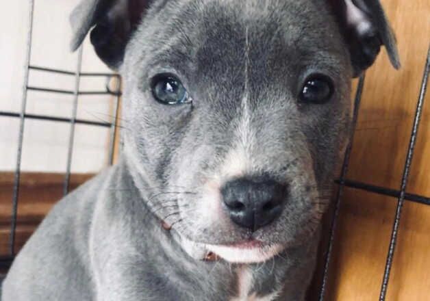 2 blue staffordshire bull terrier puppies for sale in Manchester, Greater Manchester - Image 4