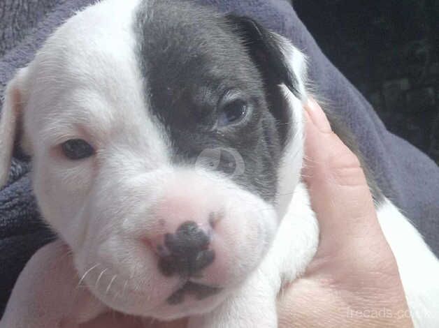 2 female Staffordshire bull terriers for sale in Leicester, Leicestershire