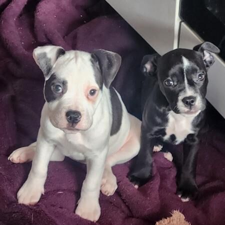 2 old tyme english bulldog x staffy puppies for sale in Blyth, Northumberland