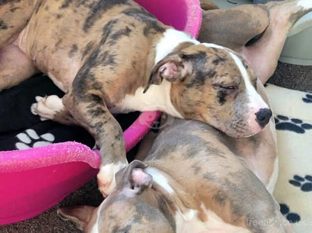 2 Sister Staffordshire Bull Terriers 19 weeks old for sale in Manchester, Greater Manchester