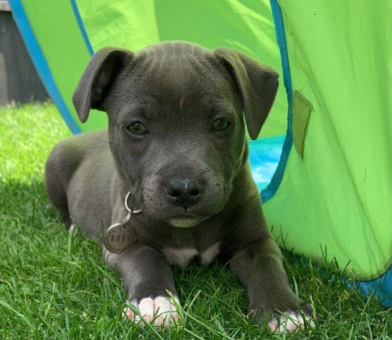 2 Staffordshire bull terrier puppies for sale in Salford, Greater Manchester