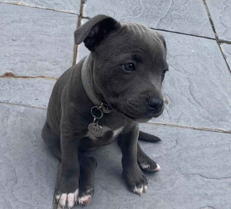 2 Staffordshire bull terrier puppies for sale in Salford, Greater Manchester - Image 2