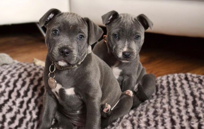 2 Staffordshire bull terrier puppies for sale in Salford, Greater Manchester - Image 3