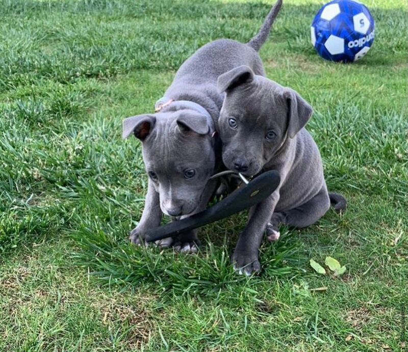 2 Staffordshire bull terrier puppies for sale in Salford, Greater Manchester - Image 13