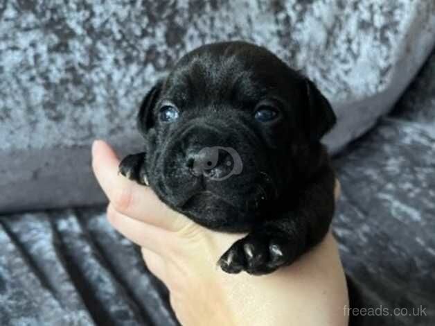 2 Staffordshire bull terrier pups for sale in Cardiff, Cardiff