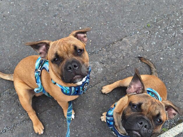 2 Staffordshire bull terriers x french bull dogs for sale in Bangor, North Down