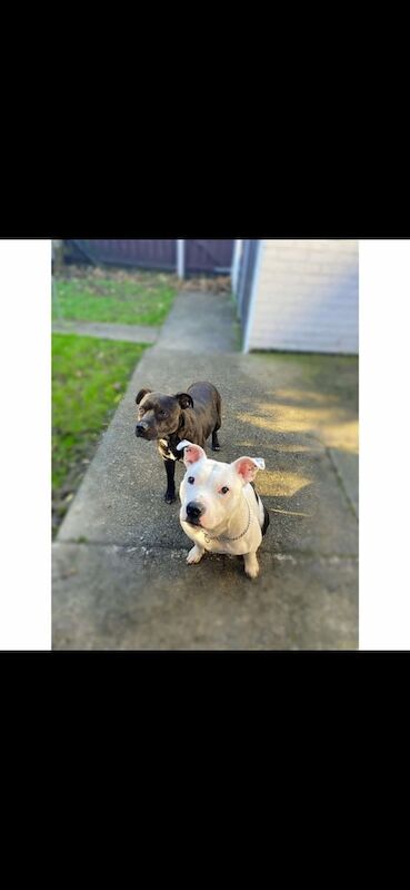 2 Staffordshire bull terries for sale in Durham, County Durham - Image 1