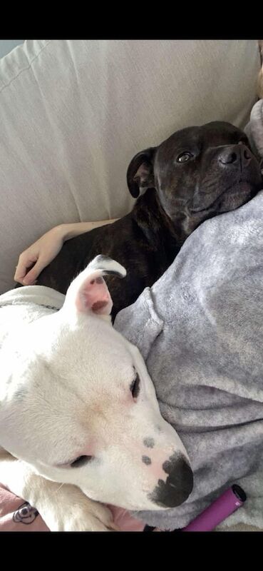 2 Staffordshire bull terries for sale in Durham, County Durham - Image 2