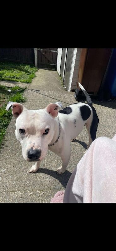 2 Staffordshire bull terries for sale in Durham, County Durham - Image 3