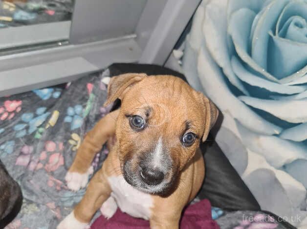 2 Staffy Pups left for sale in Manchester, Greater Manchester