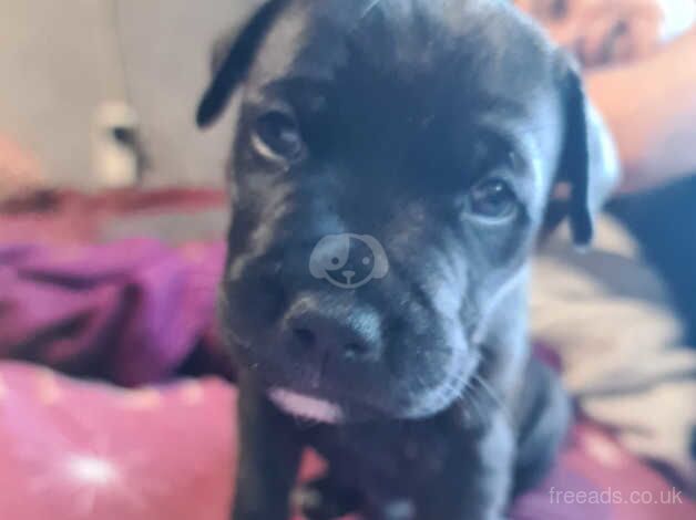 Staffordshire Bull Terriers for sale in Manchester, Greater Manchester