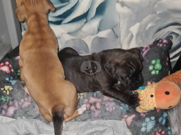 Staffie Puppies for sale in Greater Manchester