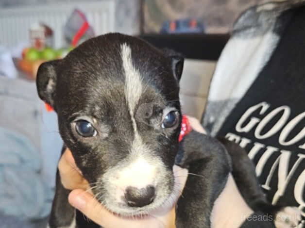 2 staffy x puppies ready to go now for sale in Woking, Surrey - Image 3