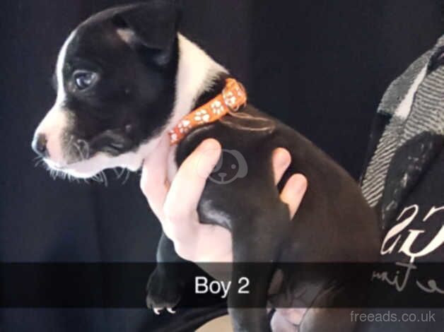 2 staffy x puppies ready to go now for sale in Woking, Surrey - Image 4