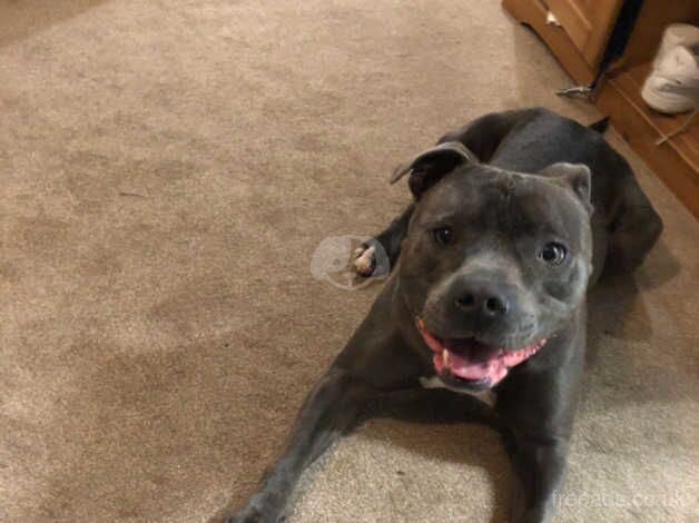 2 year 10 month blue staffy for sale in Bordon, Hampshire