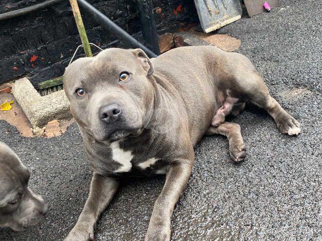 2 year old male blue staff for sale in Walsall, West Midlands