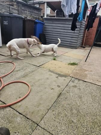 2 year old staff crossfor rehoming for sale in Preston, Lancashire