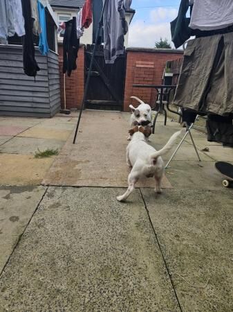 2 year old staff crossfor rehoming for sale in Preston, Lancashire - Image 2