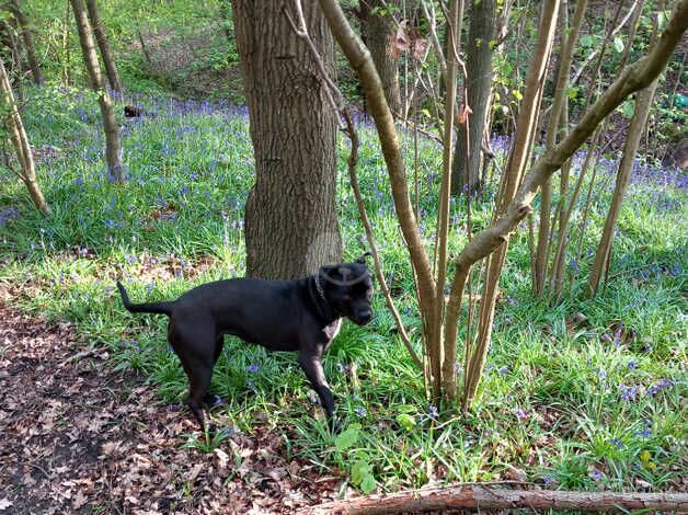 Staffie Puppies for sale