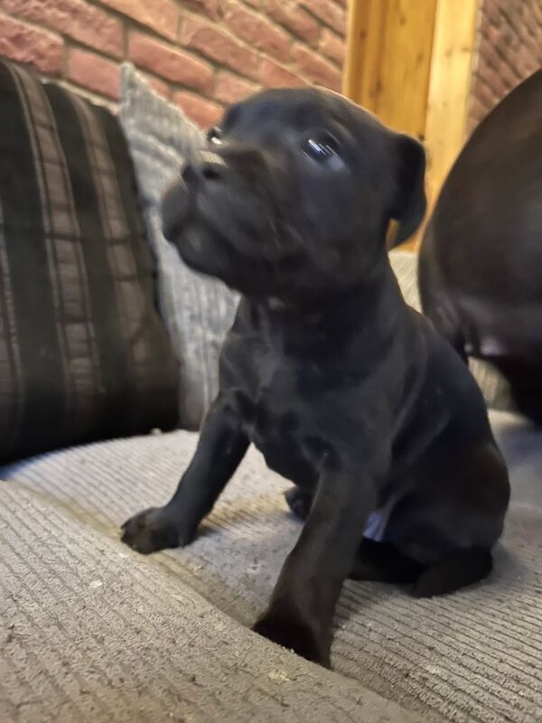 2X Staffordshire bull terrier puppies one boy, one girl. for sale in Ashbourne, Derbyshire