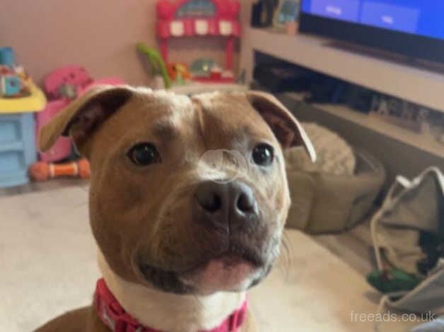 2yr old Female staffy for sale in East Calder, West Lothian - Image 1