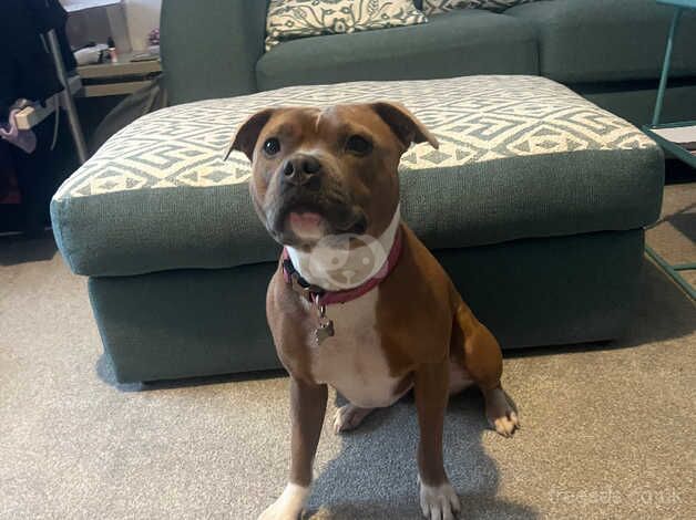 2yr old Female staffy for sale in East Calder, West Lothian - Image 2