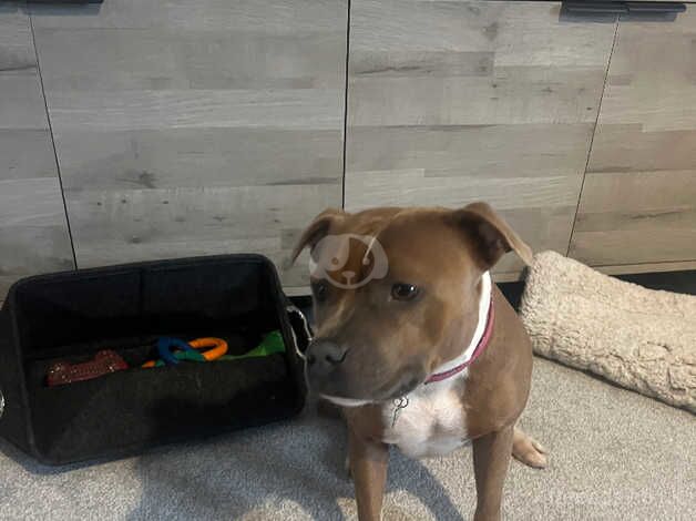 2yr old Female staffy for sale in East Calder, West Lothian - Image 3